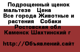 Подрощенный щенок мальтезе › Цена ­ 15 000 - Все города Животные и растения » Собаки   . Ростовская обл.,Каменск-Шахтинский г.